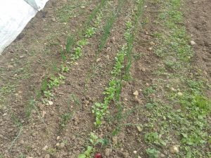Carottes (elles sortent juste), oignons et radis sont cultivés sur une même planche.