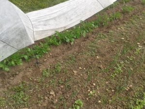 Pommes de terre nouvelles Belle de Fontenay protégées par un voile