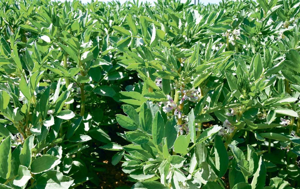 Fiche de culture d'une plante de couvert: La Féverole