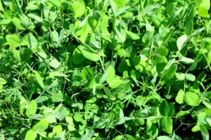 Mélange d'engrais verts de légumineuses (pois et lupin)