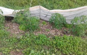 couverture permanente du sol au jardin en permaculture
