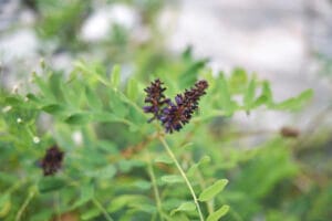 Faux-Indigo (Amorpha fructicosa), arbuste fixateur d'azote