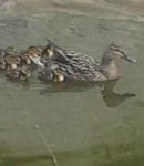 Mare au jardin : une réserve d’eau vivante pour irriguer et accueillir la biodiversité ma mare accueille une famille de canard...