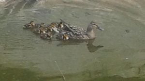 ma mare accueille une famille de canard...