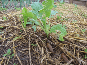 Limaces sous un paillage épais autour d’un jeune plant au potager