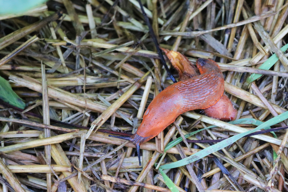 Un paillage trop précoce favorise les limaces et peut nuire aux cultures