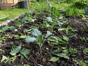 Jeunes légumes au potager avec une fine couverture de compost et de feuilles fraîches au printemps