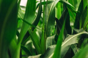 Biomasse sorgho engrais vert