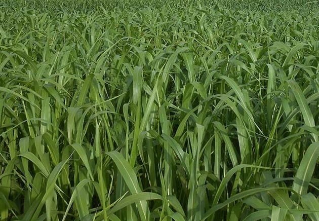 le sorgho un engrais vert très intéressant