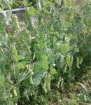 L'association pois-oignons est-elle réellement mauvaise ? Palissage de pois à rame