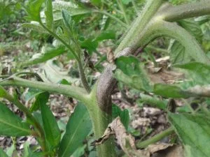 Plant de tomate attaqué par le mildiou