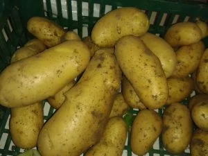 La Charlotte, une variété de pommes de terre dont les tubercules sont résistants au mildiou