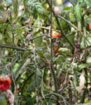 Mildiou Tomates, pommes de terre - traitements naturels et mesures préventives Mildiou sur plant de tomate