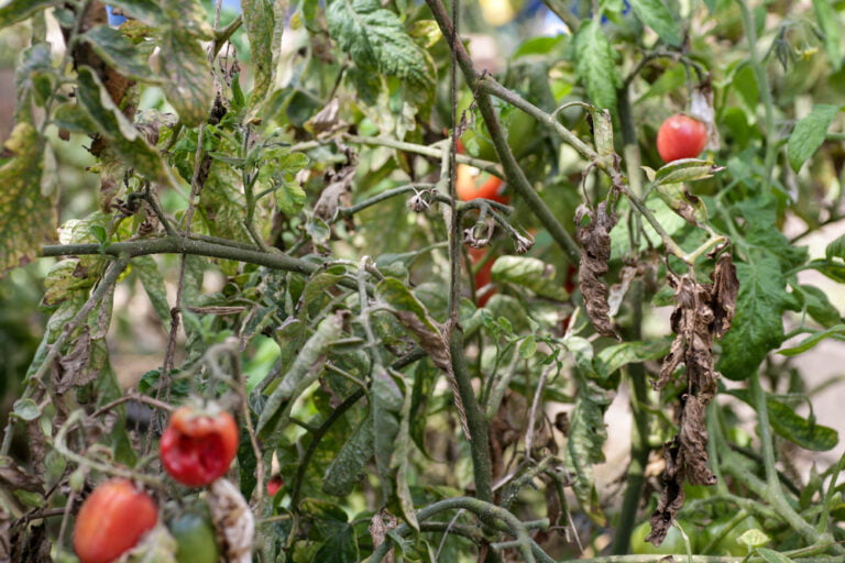 Mildiou sur plant de tomate