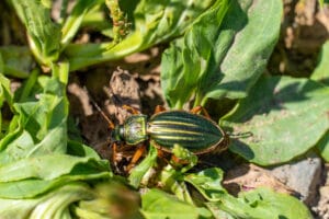 Carabe, auxiliaire au jardin naturel