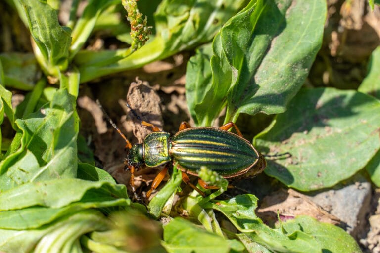 Carabe, auxiliaire au jardin naturel