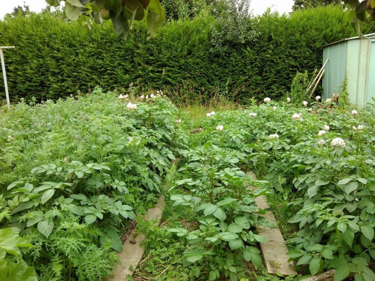 Essai de couvert vivant au jardin biologique