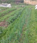Maraîchers Bio, Liens Utiles maraîcher bio