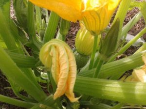 votre saison de jardinage