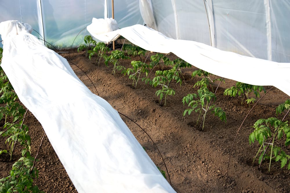 Voile d'hivernage protection tomates précoces