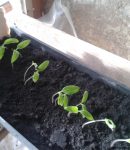 Cultivez des tomates précoces ! semis tomates précoces