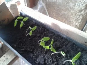 semis tomates précoces