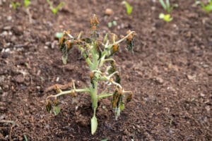 Plant de tomate détruit par le gel au printemps