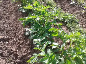 Buttage culture des pommes de terre