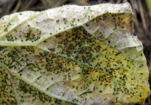 Invasion de pucerons (Aphis gossypii) sous feuilles de concombre