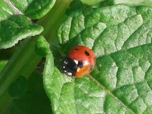 Les coccinelles sont nos alliées pour réguler les populations de pucerons