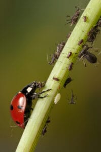 Préserver la biodiversité pour limiter les attaques de pucerons au jardin potager