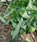 Les feuilles de tomates se recroquevillent ? Causes et Solutions Feuilles de tomates qui se recroquevillent