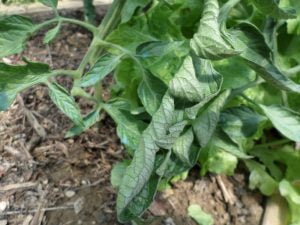 Feuilles de tomates qui se recroquevillent