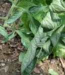 Feuilles de tomates qui se recroquevillent