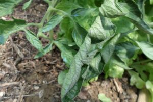 Feuilles de tomates qui se recroquevillent
