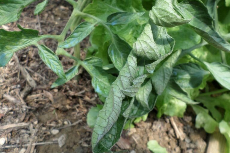 Feuilles de tomates qui se recroquevillent
