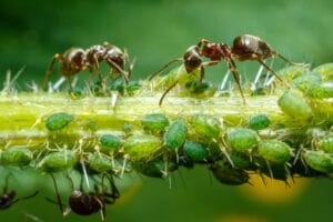 Fourmis éleveuses de pucerons