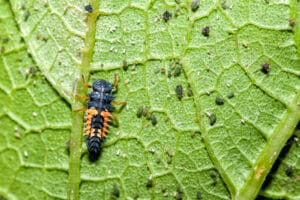 Larve de coccinelle régule prédatrices pucerons