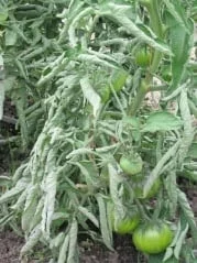 maladie tomates feuilles enroulées