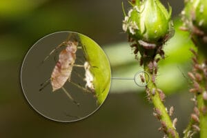 Photo de puceron en gros plan