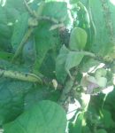 Pucerons au potager Pucerons - invasion sur plant de pommes de terre