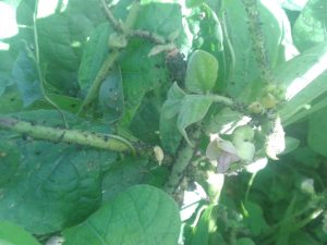 Pucerons - invasion sur plant de pommes de terre