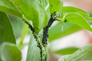 Pucerons au potager - Comment s'en débarrasser