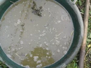 purin d'ortie non dilué comme désherbant naturel