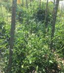 A chacun sa façon de jardiner bio Culture des tomates en cage en permaculture