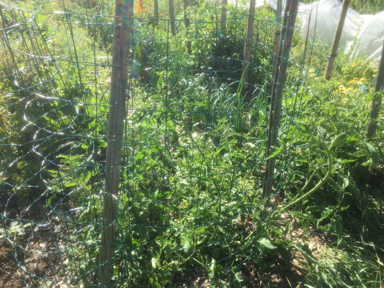 Culture des tomates en cage en permaculture