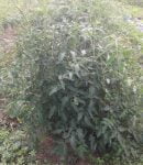 Faut-il tailler les tomates ? Faut-il tailler les tomates ou pas ?