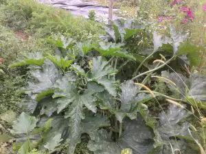Courgette indemne d'oïdium