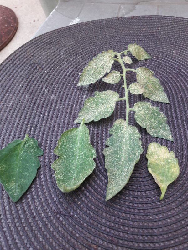 Oïdium au potager prévention et traitements naturels — free download