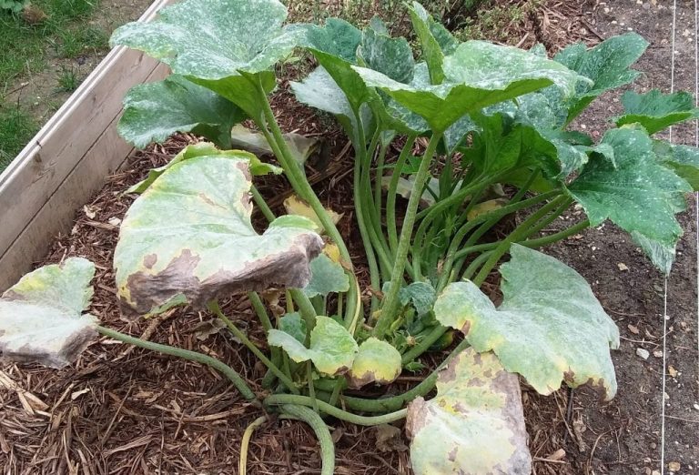 oïdium sur courgettes